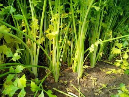 芹菜根系差，小老苗現(xiàn)象嚴重，速查原因和解決方法